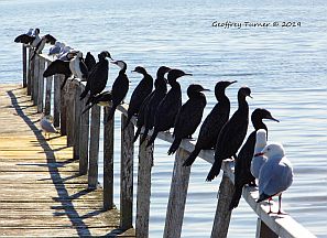 Chilling at the jetty